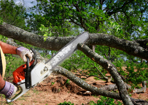 Best Tree Stump Removal  in Cedar Ridge, CA